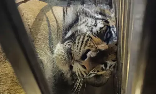 अंतत: नरभक्षी बाघ वन विभाग के पिंजरे में कैद ,लोगों को मिली राहत