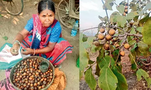 गडचिरोली के जंगल में मिलने वाले फलों की बिक्री से ग्रामीणों का हो रहा गुजारा