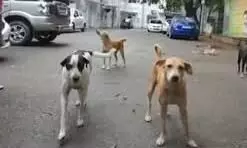 देश में श्वान के काटने के रोजाना आते हैं 20 हजार से अधिक मामले देश में श्वान के काटने के रोजाना आते हैं 20 हजार से अधिक मामले