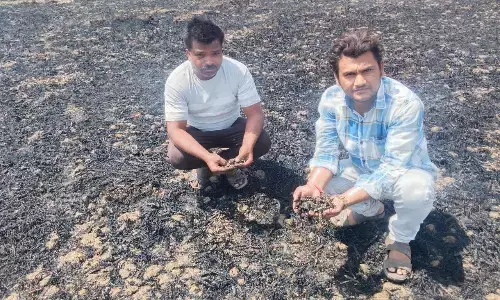 खेतों में आग से तबाही, 20 से ज्यादा किसानों की फसल खाक खेतों में आग से तबाही, 20 से ज्यादा किसानों की फसल खाक