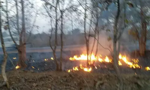 भीषण जंगल की आग से धधक उठा पन्ना का मांझा बीट, टाइगर रिजर्व का बफर जोन भी चपेट में