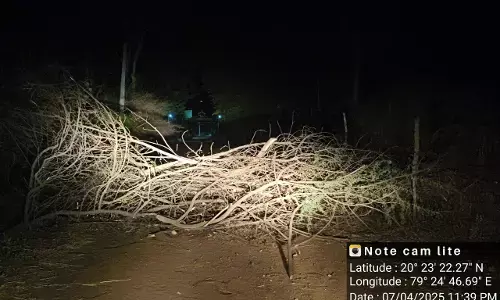 तीन दिन से पर्यटकों के लिए बंद है ताड़ोबा का मदनापुर बफर गेट