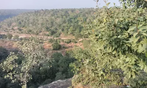 विकास की भेंट चढ़ेगा पन्ना का हरा-भरा भविष्य, लाखों पेड़ों पर कुल्हाड़ी चलने की तैयारी