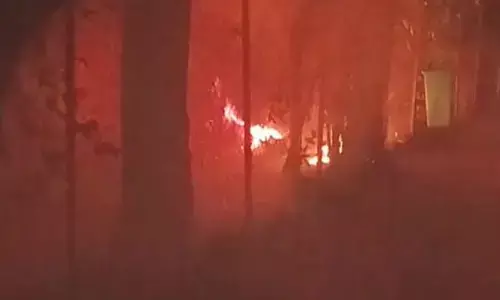 चिखलदरा के कॉफी बागान में लगी आग , सैकड़ों पेड़ जलकर हो गए खाक