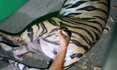 आखिरकार नरभक्षी बाघिन हुई कैद , तीन लोगों का किया था शिकार