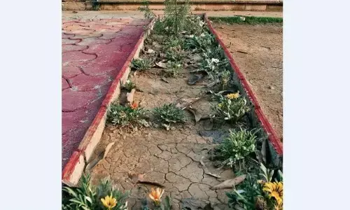 38 डिग्री पर पौधा जिंदा नहीं रह पाता, भंवरताल के पौधे 15 दिन से प्यासे