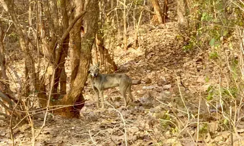 14 वर्ष बाद भंडारा के जंगल में नजर आया इंडियन ग्रे वुल्फ