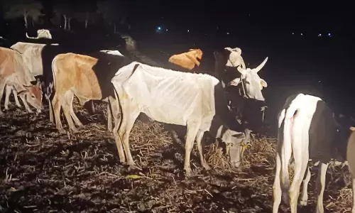 भंडारा में बूचड़खाना ले जाए जा रहे 35 मवेशियों को करवाया मुक्त