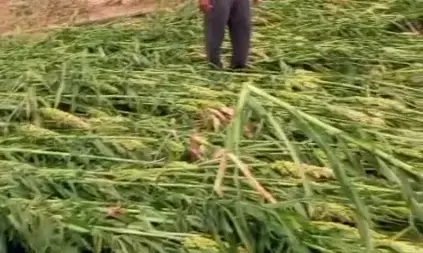 पोंभुर्णा में ओलावृष्टि मक्का और मिर्ची की फसलों का नुकसान