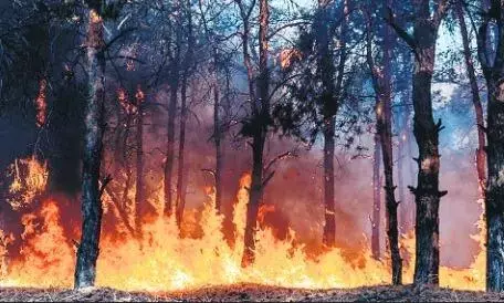 आग से तबाह 10 हेक्टेयर का जंगल, सैकड़ों पक्षियों की मौत, वन्य जीवों ने बदले ठिकाने