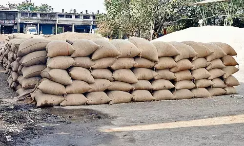 खेत में लगाई मटर और पंजीयन कराया गेहूं का