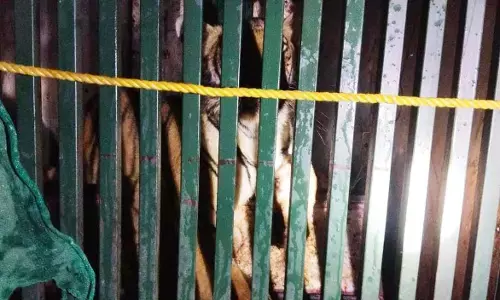 आखिरकार पशुओं को चट करने वाली बाघिन हुई पिंजरे में कैद, वन विभाग ने छोड़ा जंगल में