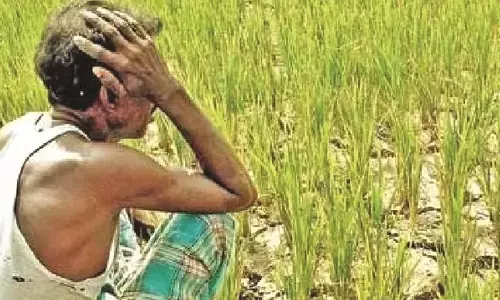 चंद्रपुर जिले में 40 हजार से अधिक किसान फसल बीमा की राशि से वंचित