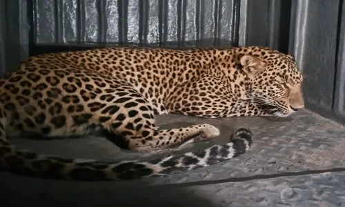 तेंदुआ शिकंजे में आने के बाद लोगों ने ली राहत की सांस, इलाके में था डर का माहौल तेंदुआ शिकंजे में आने के बाद लोगों ने ली राहत की सांस, इलाके में था डर का माहौल