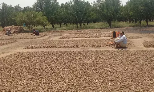 हल्दी उत्पादन से अमरावती के शेंदुरजनाघाट के किसानों ने फेरा मुंह