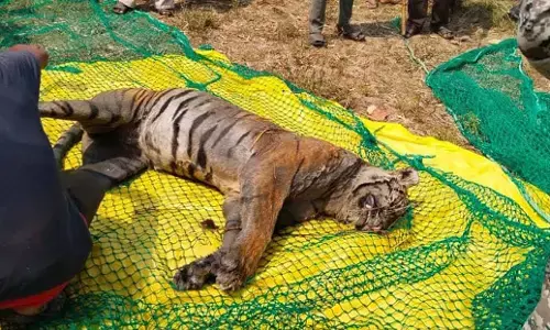 भंडारा के जंगल क्षेत्र में जंगली सुअर का पीछा करते कुएं में गिरी बाघिन