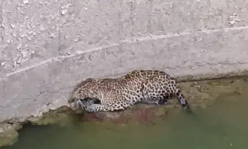 चंद्रपुर के पास किसान के खेत के कुएं में गिरे तेंदुए का किया रेस्क्यू