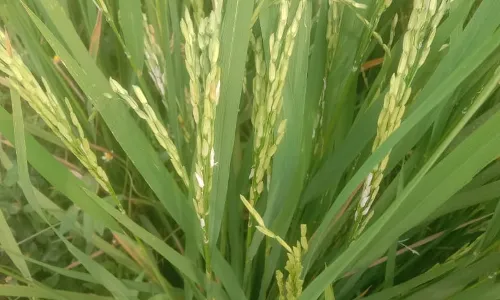 बेमौसम बारिश के बाद धान की फसल पर हुआ फौजी इल्लियों का प्रकोप