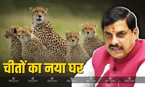 मंदसौर का गांधी सागर अभयारण्य बना चीतों का नया घर, सीएम मोहन यादव पावक और प्रभास को बाड़े में छोड़ा
