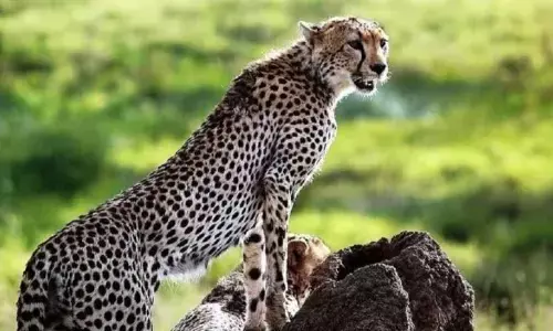 मुख्यमंत्री डॉ. यादव ने गांधी सागर में 2 चीतों के छोड़े जाने के अवसर पर दी प्रदेश के नागरिकों को बधाई