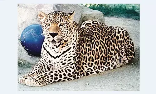 नयागांव सोसायटी में दिखा तेंदुआ, फिर बढ़ी दहशत नयागांव सोसायटी में दिखा तेंदुआ, फिर बढ़ी दहशत