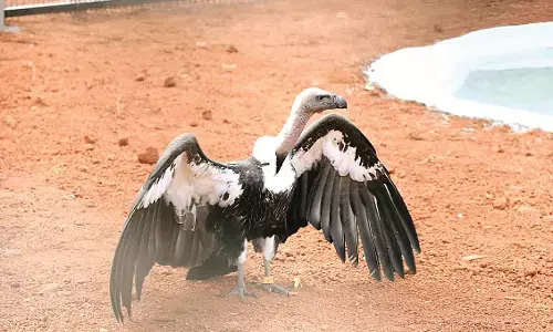 1600 किमी का सफर तय कर विदर्भ के अभयारण्यों में आएंगे 34 गिद्ध