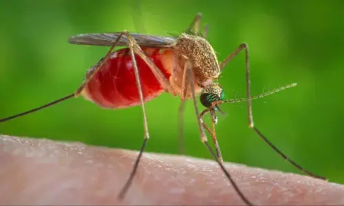 अब घर बैठे इन आसान उपायों के इस्तेमाल से पायें मच्छरों से छुटकारा अब घर बैठे इन आसान उपायों के इस्तेमाल से पायें मच्छरों से छुटकारा