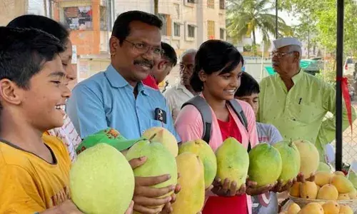 सोलापुर के किसान ने 3 किलो का आम उगाया और नाम रख दिया शरद पवार