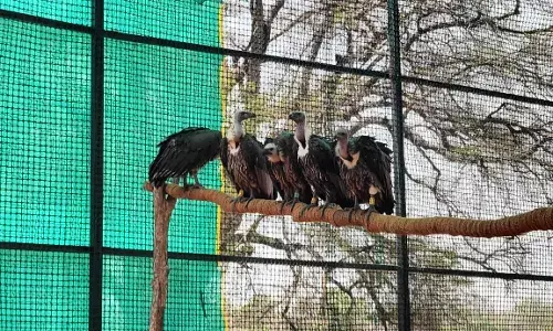 जटायु संरक्षण परियोजना , हरियाणा के पिंजोर से लाए गए 5 गिद्ध छोड़े ताड़ोबा में