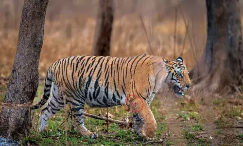 पन्ना टाइगर रिजर्व में दिखा घायल बाघ शावक, इलाज की सख्त जरूरत