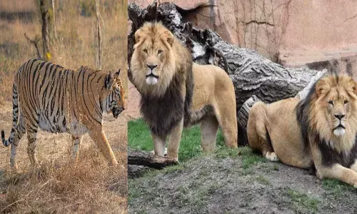 बाघ के बदले गोरेवाड़ा में आएगा शेर, इंदौर के बाद अब गुजरात से होगी मांग
