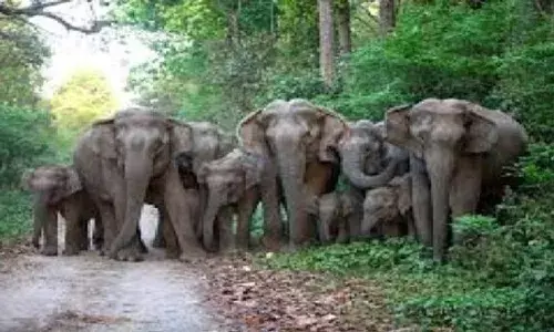 गड़चिरोली की दहलीज से लौटा जंगली हाथियों का झुंड, चुरचुरा क्षेत्र में किया प्रवेश