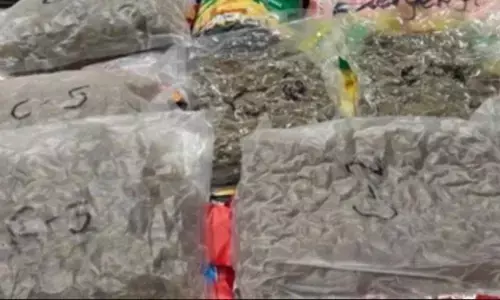 अहमदाबाद अंतरराष्ट्रीय हवाई अड्डे पर जब्त हुई 37 किलो से ज्यादा हाइड्रोपोनिक वीड, डीआरआई ने चार संदिग्ध को किए गिरफ्तार