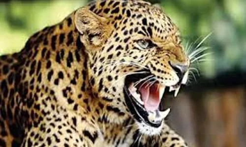 मां के पास सो रहे 11 माह के बच्चे को दबोच ले गया तेंदुआ, दर्दनाक घटना से आक्रोश