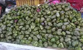 सिंघाड़ा को मिला कृषि फसल का दर्जा, पूर्व विदर्भ अंचल में किसान छोटे तालाबों में करते हैं उत्पादन