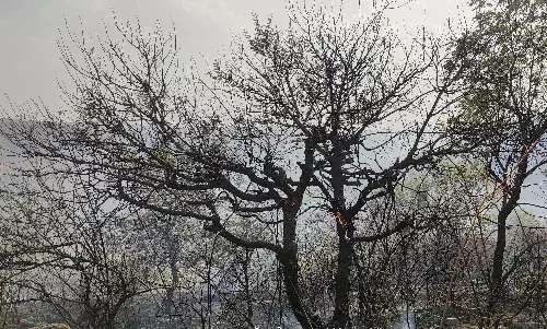 बीड के नागझरी पहाड़ में लगी आग, सैकड़ों पेड़-पौधे सहित वन संपदा जलकर खाक बीड के नागझरी पहाड़ में लगी आग, सैकड़ों पेड़-पौधे सहित वन संपदा जलकर खाक