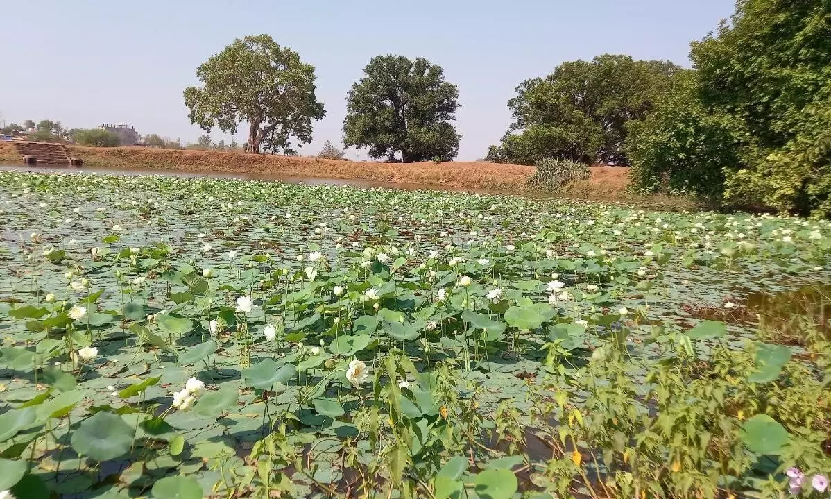 गंदगी से पटा पड़ा तालाब, कभी अपने सौंदर्य के लिए जाना जाता था गंदगी से पटा पड़ा तालाब, कभी अपने सौंदर्य के लिए जाना जाता था
