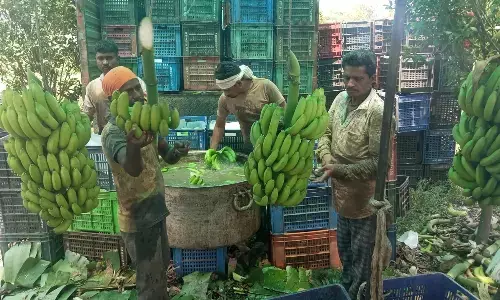 पथ्रोट में केला चिप्स व पौधों से पेपर-कपड़ा बनाने उद्योग की सालों से आस पथ्रोट में केला चिप्स व पौधों से पेपर-कपड़ा बनाने उद्योग की सालों से आस