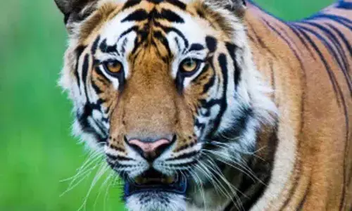 जंगल से सटे गांव में बाघ के हमले में युवक की गई जान