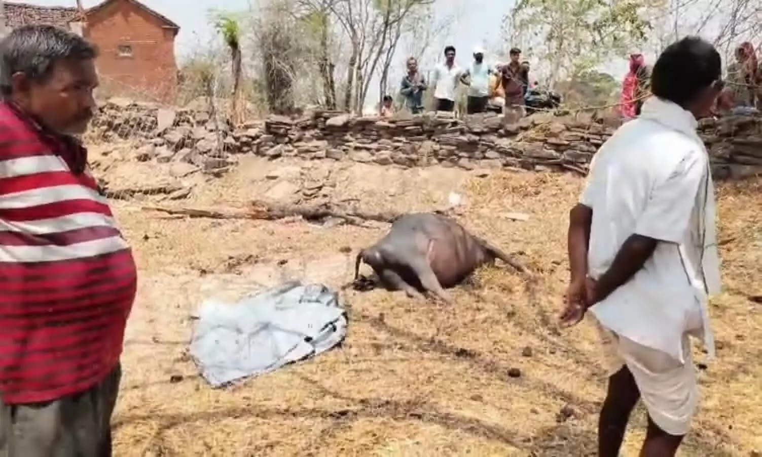 ग्राम भरवारा के निस्तारी तालाब से पानी पीकर लौटी भैंसों की हुई मौत, तालाब में कीटनाश्क दवा डालने की आशंका ग्राम भरवारा के निस्तारी तालाब से पानी पीकर लौटी भैंसों की हुई मौत, तालाब में कीटनाश्क दवा डालने की आशंका