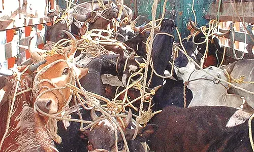 पुलिस की सतर्कता से 17 पशुओं को छुड़ाया, आरोपी गिरफ्तार - वाहन जब्त