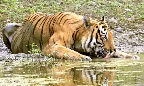 तुमसर तहसील के ग्राम चिखला माइंस परिसर में बाघ का मुक्त विचरण