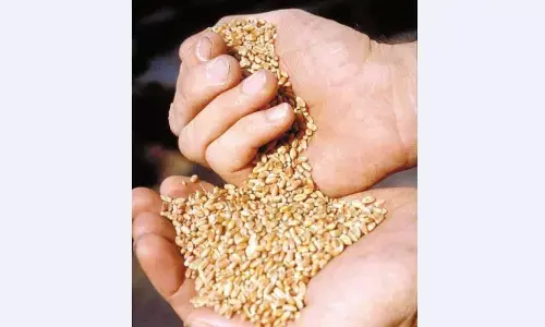 जिले में बिक रहे पनीर और गेहूं स्टैंडर्ड के नहीं, 8-8 सैम्पल फेल