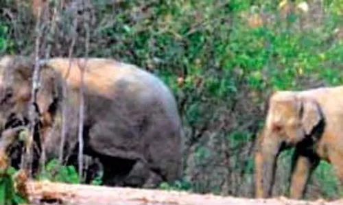 फिर गडचिरोली के कुरखेड़ा तहसील में दाखिल हुआ जंगली हाथियों का झुंड