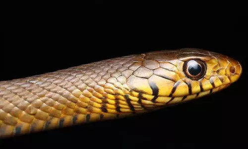 दुनिया में पाया जाता है एक ऐसा सांप जो करता है खेतों की सुरक्षा, किसानों का है खास दोस्त, ना जहरीला है ना करता है हमला, जानें इस यार के बारे में