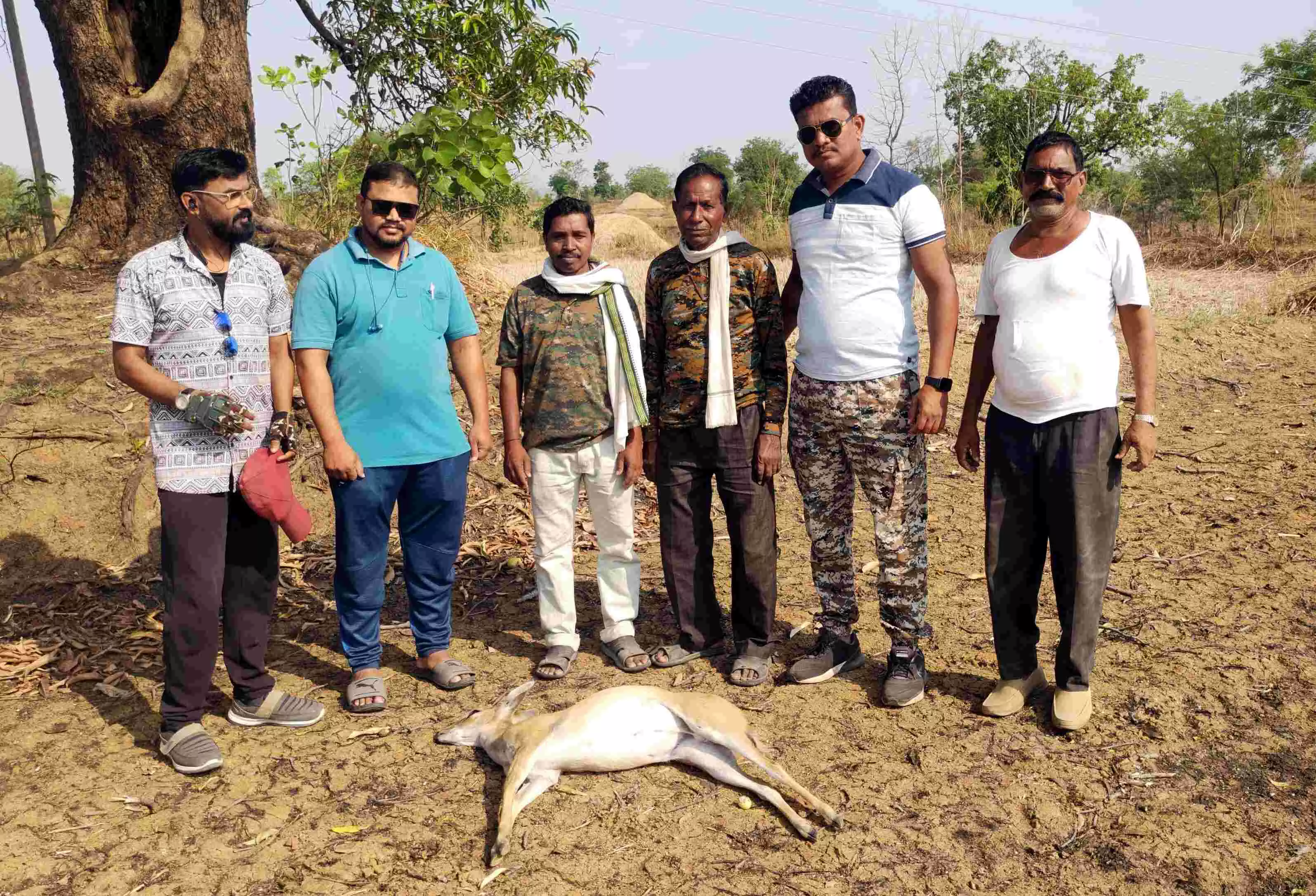 खेत में मृत मिला दुर्लभ चौसिंगा, तेंदुए से बचने के चक्कर में हुआ हादसे का शिकार खेत में मृत मिला दुर्लभ चौसिंगा, तेंदुए से बचने के चक्कर में हुआ हादसे का शिकार