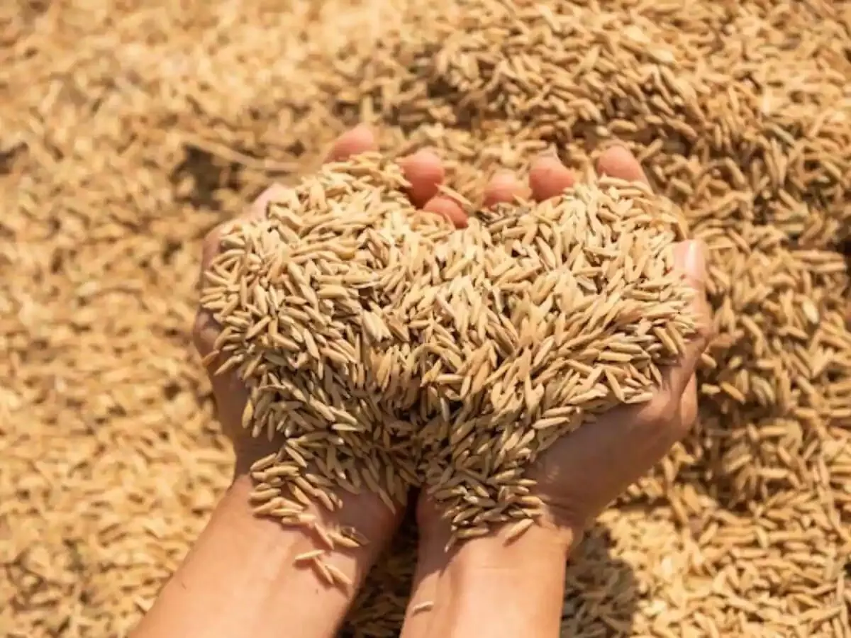 धान बोनस घोटाला से बचने सख्ती से कर रहा किसानों के दस्तावेजों की जांच धान बोनस घोटाला से बचने सख्ती से कर रहा किसानों के दस्तावेजों की जांच