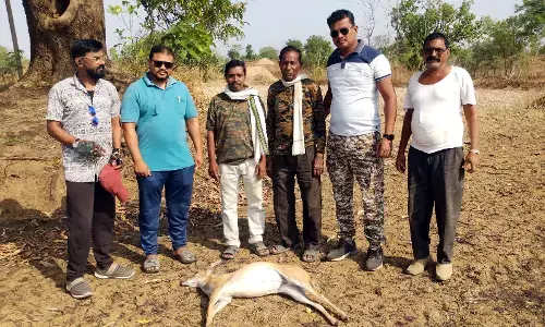 खेत में मृत मिला दुर्लभ चौसिंगा, तेंदुए से बचने के चक्कर में हुआ हादसे का शिकार