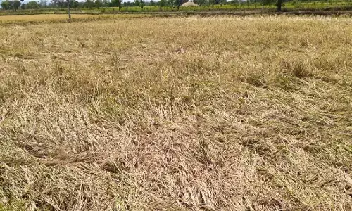 चंद्रपुर में ओलावृष्टि से 684 हेक्टेयर क्षेत्र में खड़ी धान की फसल का नुकसान