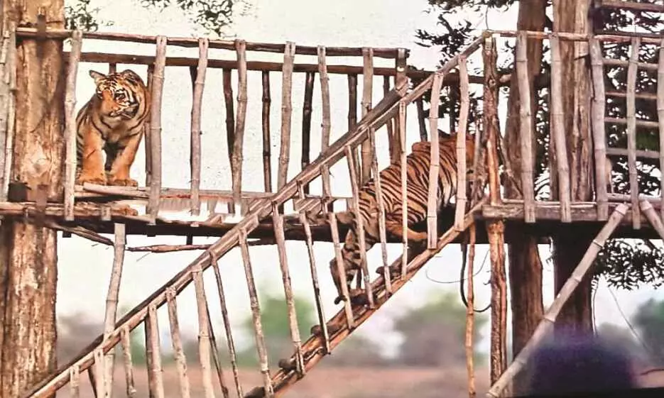 मचान पर पहुंच गए बाघ और कैमरे में कैद हो गया नजारा, जानिए - क्यों सिकुड़ा पेंच मचान पर पहुंच गए बाघ और कैमरे में कैद हो गया नजारा, जानिए - क्यों सिकुड़ा पेंच